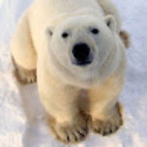 Meet your Posher, Joliezap